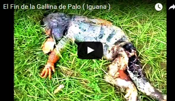 El fin de la Gallina de Palo Iguana - El Fin de la Gallina de Palo (Iguana)