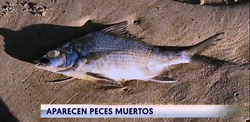 San juan y peces muertos | cronica urbana