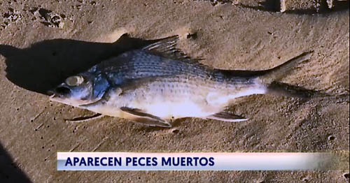 San juan y peces muertos cronica urbana - Peces muertos en San Juan