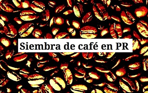 siembra del cafe en puerto rico - Siembra de Café en Puerto Rico