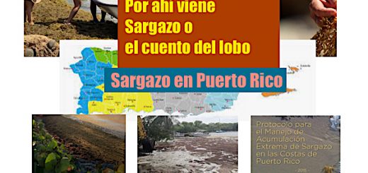 Sargazo en puerto rico