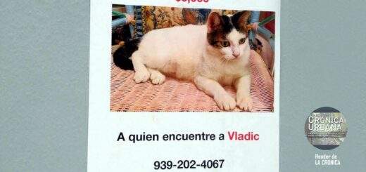 El gato de tres mil dólares en Viejo San Juan