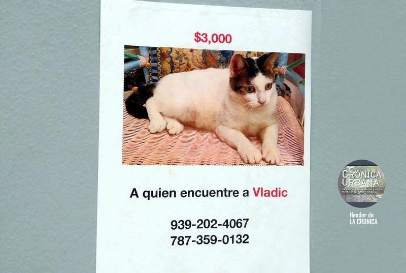 El gato de tres mil dólares en Viejo San Juan El gato de tres mil dolares en Viejo San Juan - El gato de tres mil dólares en Viejo San Juan